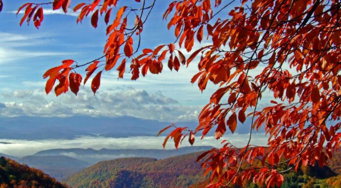 Fall Is Here: Capture the Season’s Beauty with Stunning Photos