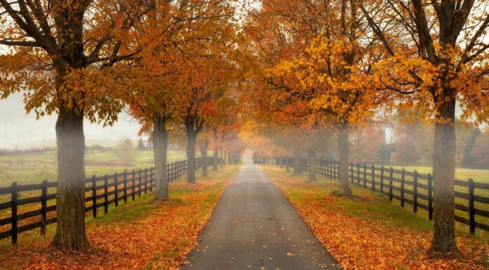 ‘Autumn’s Beauty’ A Lie? These Pics Expose The Decay You Ignore