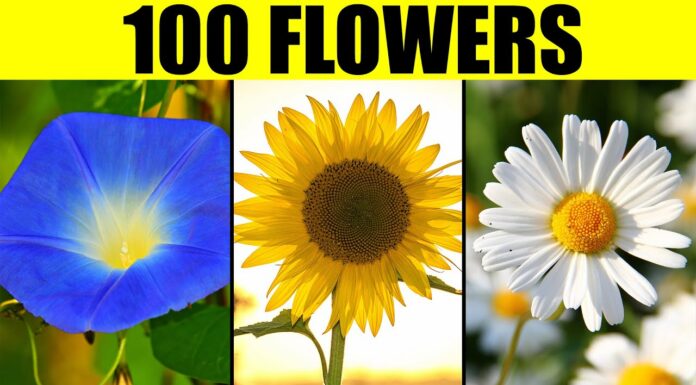 Similar Flowers: The Deceptive Beauty That’s Destroying You