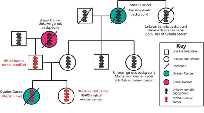 Women’s Age Genes Affect Ovarian Cancer: New Insights into Genetic Risk Factors