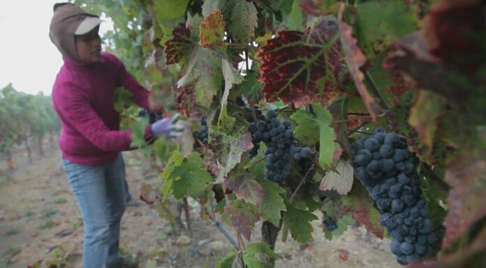 Farmworker Women Win $17 Million in Sexual Harassment Lawsuit