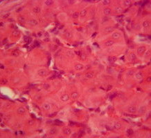 cells-20-16049_218x200