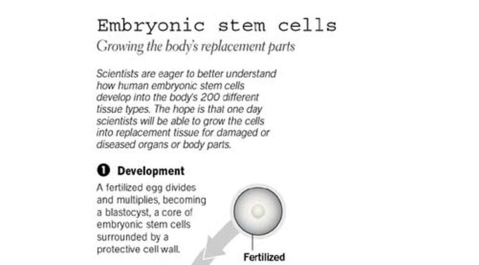 Stem Cell Science Overshadowed by Anti-Abortion Policies