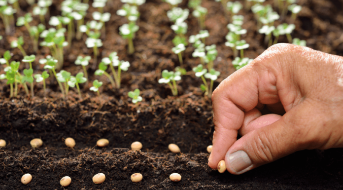 ¿Las semillas de una planta feminizada serán femeninas? Te lo explicamos