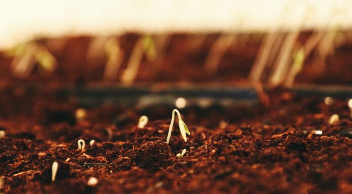 ¿Cómo crean las semillas feminizadas? Todo lo que necesitas saber