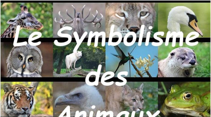 Quel animal incarne le mieux la féminité ? Zoom sur ces symboles