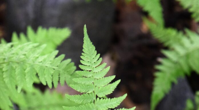 Athyrium filix-femina: La curiosa planta «femenina» del bosque