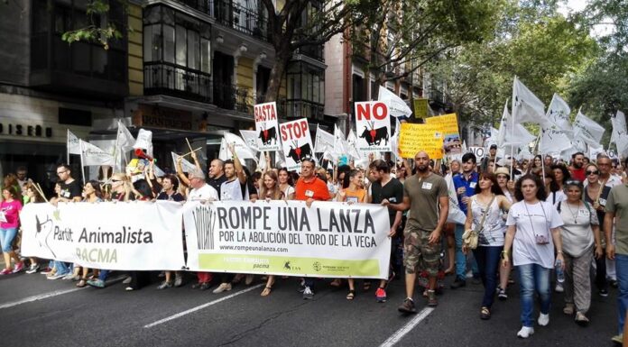 Protestors Flood Madrid Streets in Opposition to Bush Administration