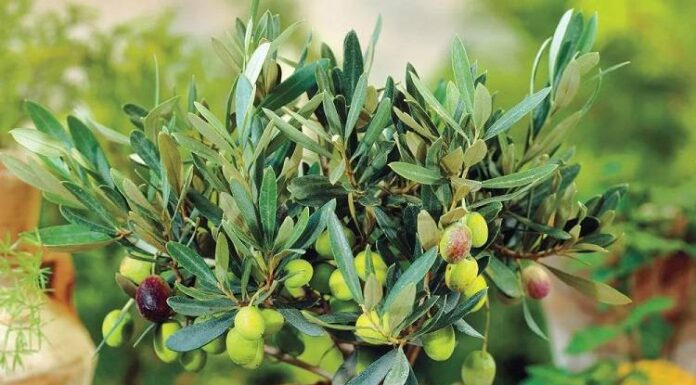 Comment entretenir un olivier en pot à l’extérieur ? Astuces version Fémina