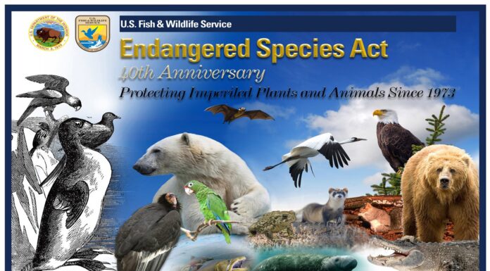 GOP Proposes Rollback of Endangered Species Act Protections