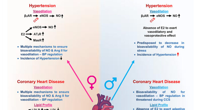 Gender Disparities Persist in Heart Disease Research