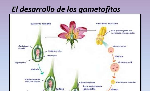 ¿Las plantas feminizadas producen semillas? Mitos y realidades botánicas