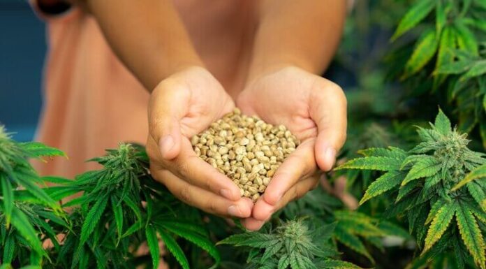 ¿Qué son las semillas feminizadas rápidas? Cultivos veloces y eficientes