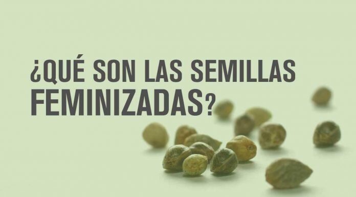 ¿Las semillas feminizadas pueden volverse macho? Riesgos en el cultivo