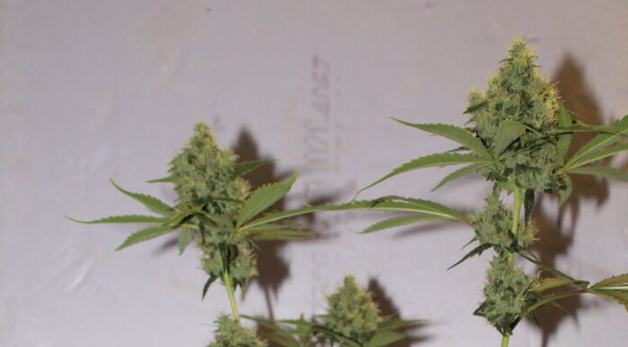 ¿Cómo cultivar Northern Lights #5 x Amnesia Haze feminizada? Combinación de élite