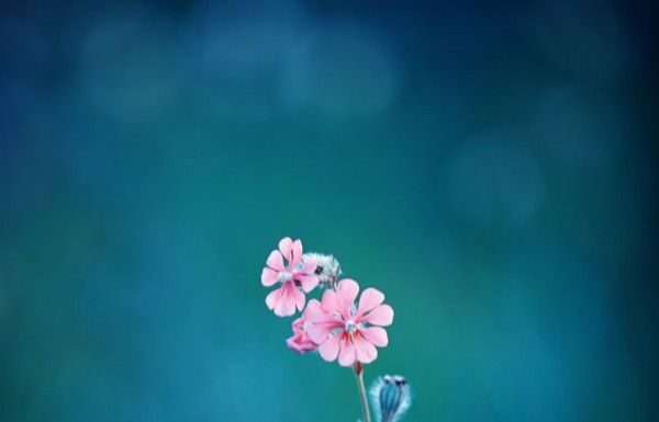 A Woman of Faith – Bible Verses That Inspire Daily Living