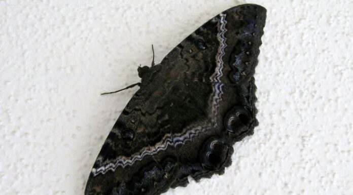 Bible Verses About Evil Women: Understanding Spiritual Warnings