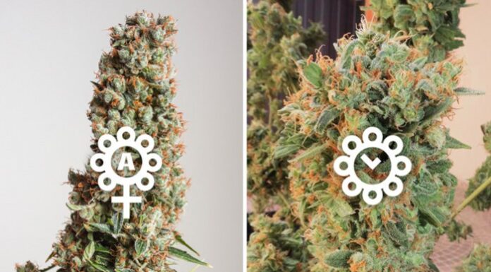 ¿Las plantas feminizadas de cannabis producen semillas? Explicación sencilla