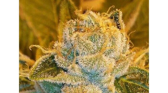 ¿Cómo cultivar Snow Ripper feminizada? Frío potente y cosechas rápidas