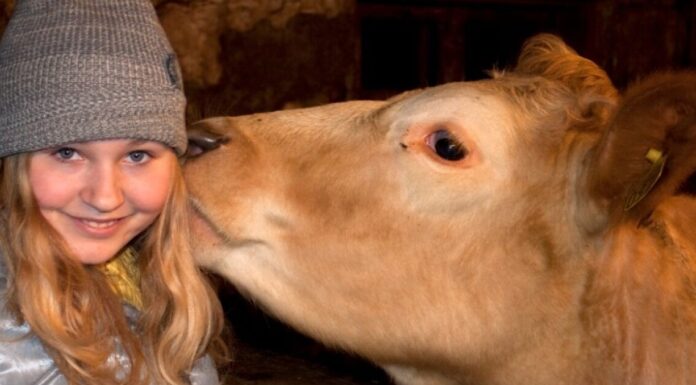 Can Pregnant Women Be Around Chickens? Farm Life & Fetal Safety