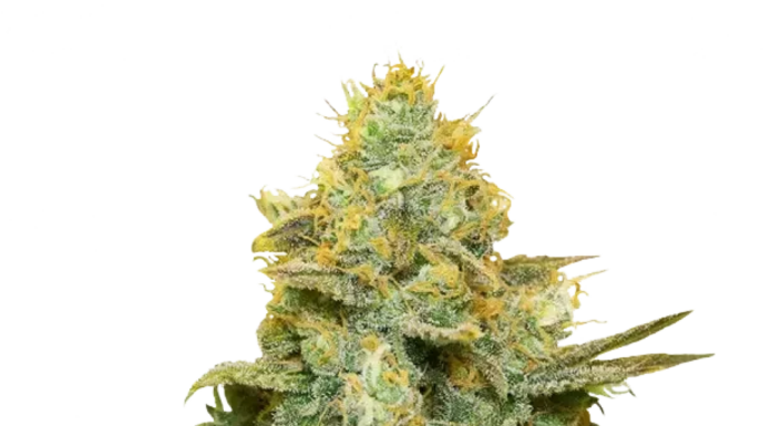 ¿Cómo cultivar Gold Leaf feminizada? La joya dorada de los cultivos