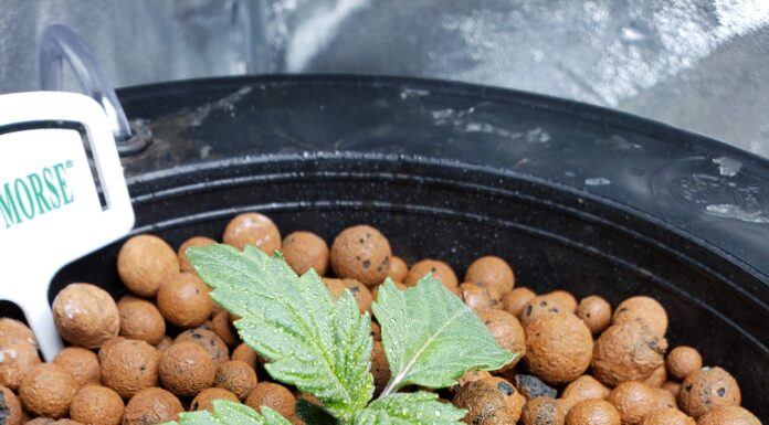 ¿Cómo cultivar Candyland Peyote feminizada? Aventura psicodélica en tu jardín