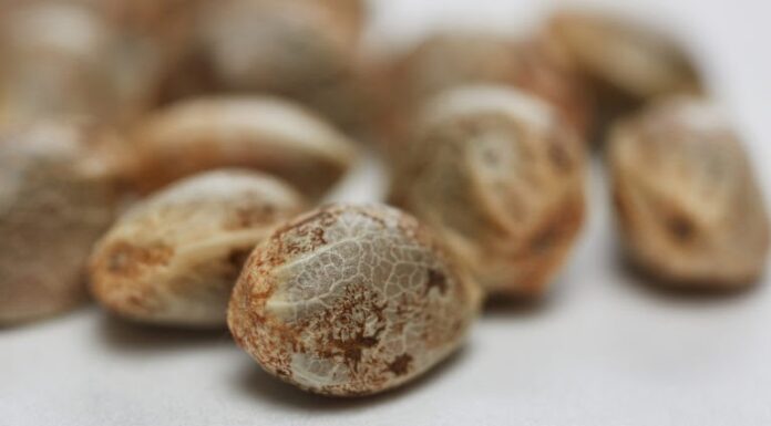 ¿Debería comprar semillas feminizadas? Todo lo que necesitas saber