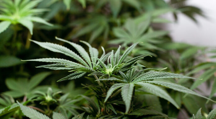 ¿Cómo cultivar AK-47 feminizada? Poder y rapidez