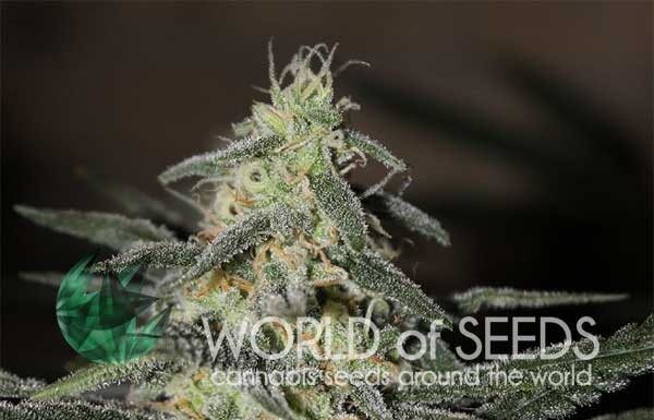 ¿Cómo cultivar Big Bud feminizada? Grandes cogollos asegurados