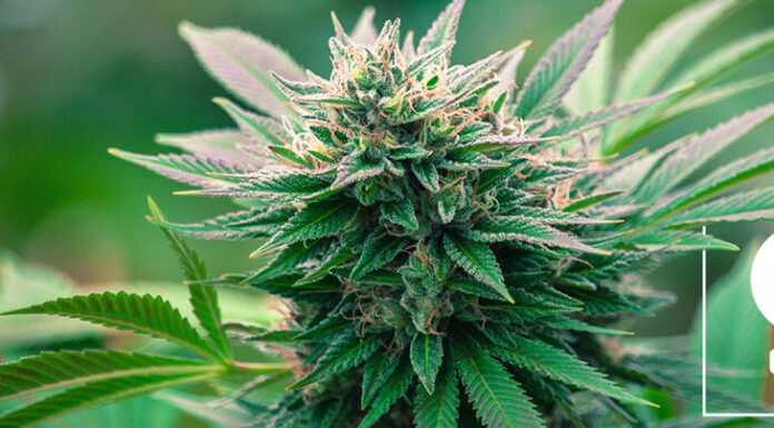 ¿Cómo cultivar Pure Haze feminizada? Energía y claridad mental