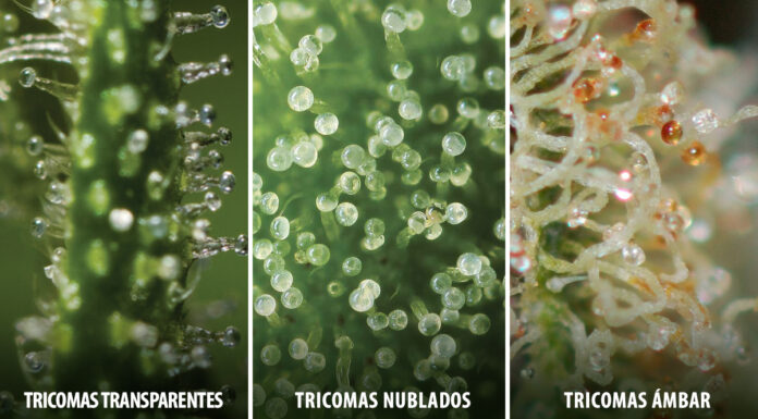 ¿Qué es mejor: autofloreciente o feminizada? Decisión de expertos