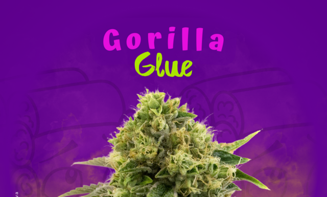 ¿Cómo cultivar Gorilla Glue #4 feminizada? Pegajosa potente y legendaria