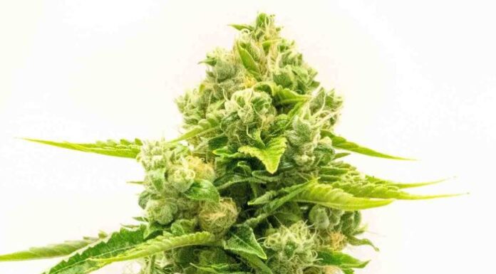 ¿Cómo cultivar Northern Lights #10 feminizada? Clásico adaptado a nuevos tiempos