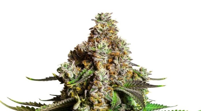 ¿Cómo cultivar Tangie x Chocolope feminizada? Cítricos y chocolate en un solo viaje