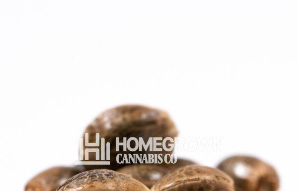 ¿Cómo cultivar Blood Diamond OG feminizada? Un tesoro para tu jardín