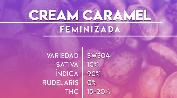 ¿Cómo cultivar Cream Caramel feminizada? Dulzura irresistible para relajarte