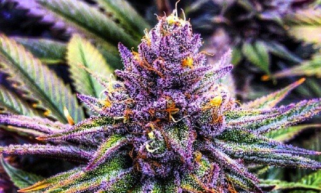 ¿Cómo cultivar Purple Kush feminizada? Relajación intensa y aromas exquisitos