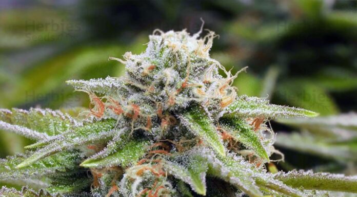 ¿Cómo cultivar Alien Gorilla Glue feminizada? La fusión espacial