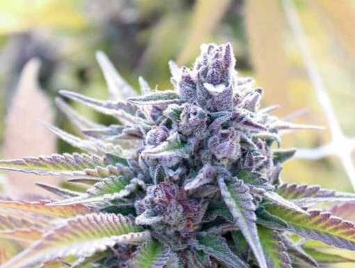 ¿Cómo cultivar Sweet Tooth feminizada? Caramelo natural en cada flor