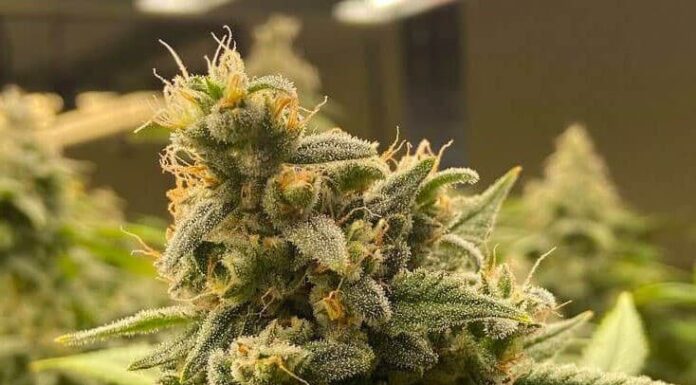 ¿Cómo cultivar Pineapple Haze feminizada? Explosión tropical de energía