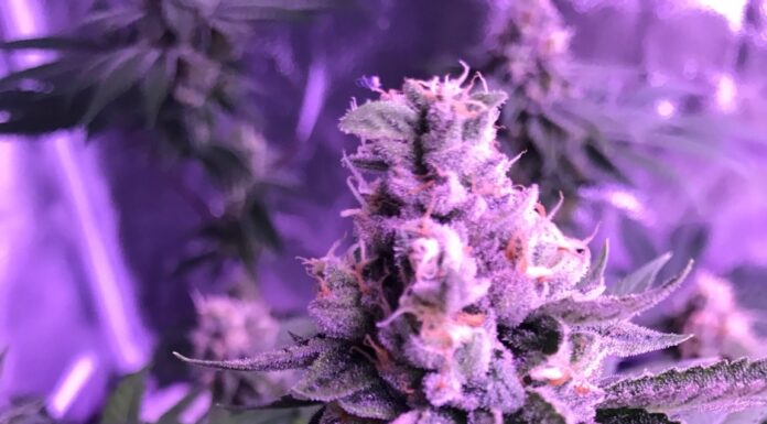 ¿Cómo cultivar Star Killer feminizada? Golpe estelar en tu cultivo