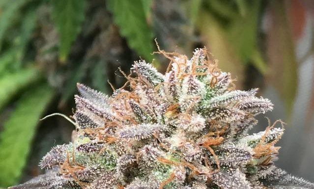 ¿Cómo cultivar Bubba Gift feminizada? El regalo perfecto para cultivadores