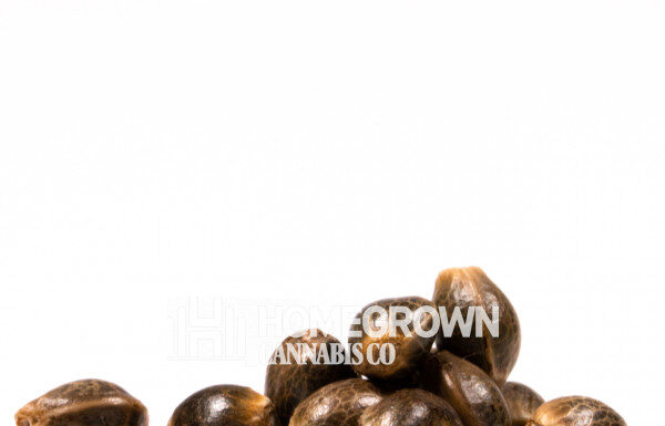 ¿Cómo cultivar Oregon Underdawg feminizada? La sorpresa cannábica de Oregon