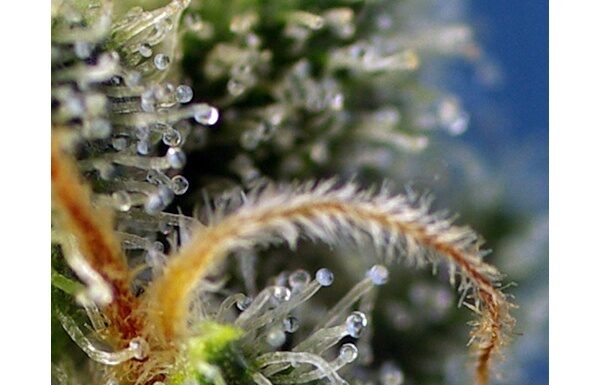 ¿Cómo cultivar Amnesia Haze feminizada? Toda una experiencia sensorial