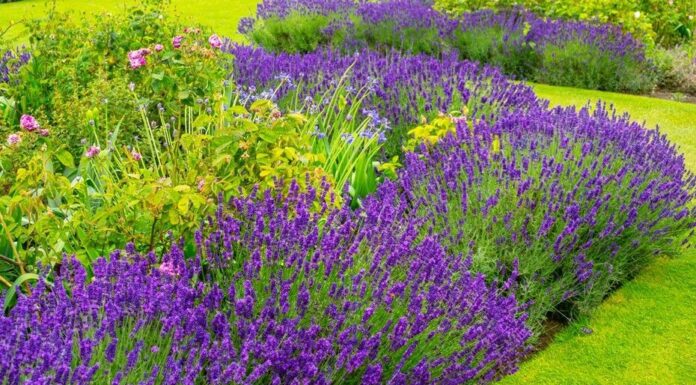 ¿Cómo cultivar Lavender feminizada? Tranquilidad aromática en tu jardín