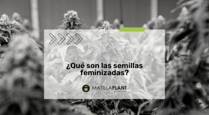 ¿Las semillas feminizadas siempre producen plantas femeninas? Resolvemos la duda