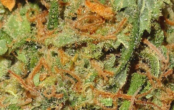 ¿Cómo cultivar Critical x Somango feminizada? Frutas tropicales y relajación total