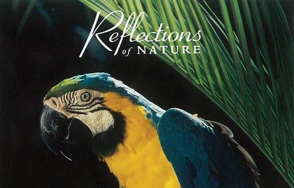 Women’s Day Customs and Traditions in Cabo Verde: Island Rhythms and Feminine Spirit