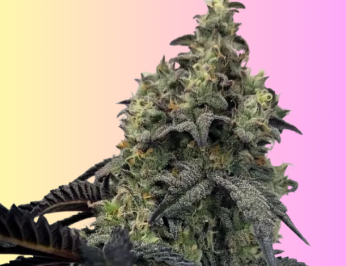 ¿Cómo cultivar LA Confidential x Afghan Kush feminizada? Resistencia y efecto puro