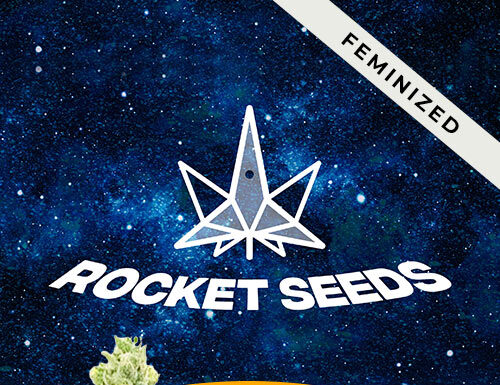 ¿Cómo cultivar American Haze x California Haze feminizada? Cosecha legendaria